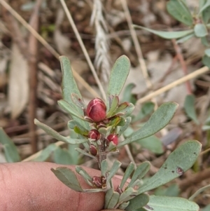 Hibbertia obtusifolia at Glenroy, NSW - 23 Jun 2021 12:09 PM