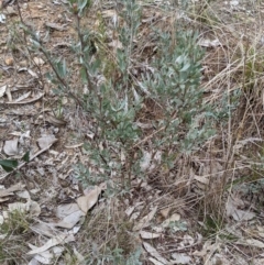 Hibbertia obtusifolia at Glenroy, NSW - 23 Jun 2021 12:09 PM