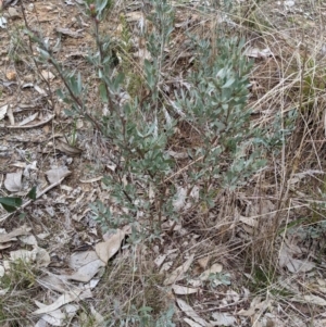 Hibbertia obtusifolia at Glenroy, NSW - 23 Jun 2021 12:09 PM