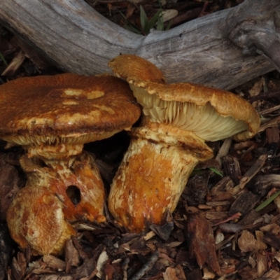 Cortinarius sp. at Hall, ACT - 12 Jun 2021 by AndyRoo