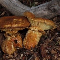 Unidentified Cap on a stem; gills below cap [mushrooms or mushroom-like] at Hall, ACT - 12 Jun 2021 by AndrewZelnik