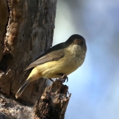 Acanthiza reguloides (Buff-rumped Thornbill) at Mount Ainslie - 6 Jun 2021 by jb2602