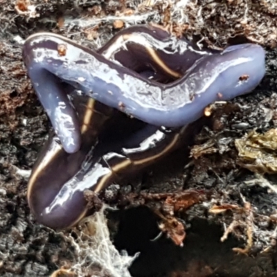 Caenoplana coerulea (Blue Planarian, Blue Garden Flatworm) at Acton, ACT - 23 Jun 2021 by trevorpreston