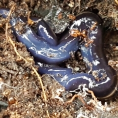 Caenoplana coerulea at Acton, ACT - 23 Jun 2021