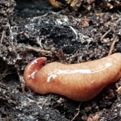 Australopacifica graminicola (Brown-speckled planarian) at ANBG South Annex - 23 Jun 2021 by tpreston