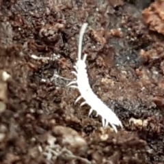 Symphyla (class) (Symphylan or garden centipede) at ANBG South Annex - 23 Jun 2021 by tpreston