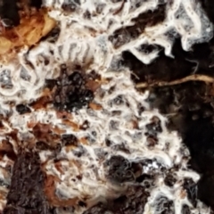 Unidentified Fungus at ANBG South Annex - 23 Jun 2021 by tpreston