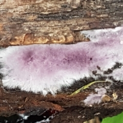 Corticioid fungi at ANBG South Annex - 23 Jun 2021 by tpreston