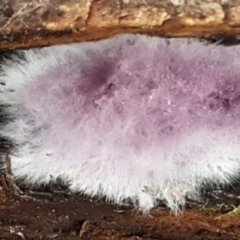 Corticioid fungi at Acton, ACT - 23 Jun 2021 03:38 PM