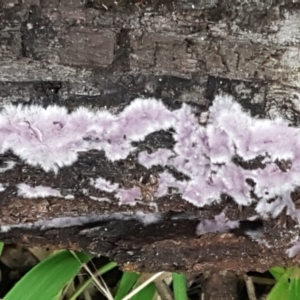 Corticioid fungi at Acton, ACT - 23 Jun 2021