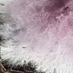 Corticioid fungi at Acton, ACT - 23 Jun 2021 03:38 PM