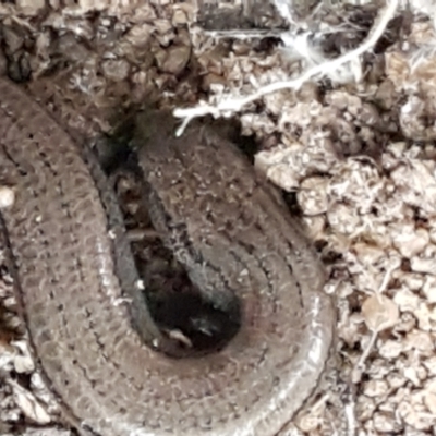 Hemiergis talbingoensis (Eastern Three-toed Earless Skink) at Acton, ACT - 23 Jun 2021 by trevorpreston