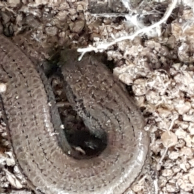 Hemiergis talbingoensis (Three-toed Skink) at ANBG South Annex - 23 Jun 2021 by tpreston