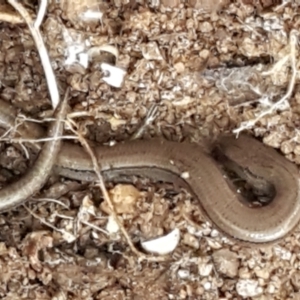 Hemiergis talbingoensis at Acton, ACT - 23 Jun 2021 03:39 PM