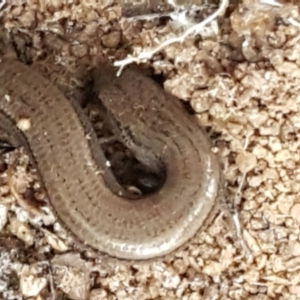 Hemiergis talbingoensis at Acton, ACT - 23 Jun 2021