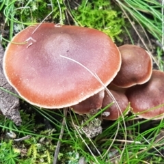 Unidentified Cap on a stem; gills below cap [mushrooms or mushroom-like] at Acton, ACT - 23 Jun 2021 by trevorpreston