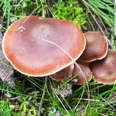 Unidentified Cap on a stem; gills below cap [mushrooms or mushroom-like] at Acton, ACT - 23 Jun 2021 by trevorpreston