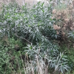 Solanum aviculare (Kangaroo Apple) at Acton, ACT - 23 Jun 2021 by trevorpreston