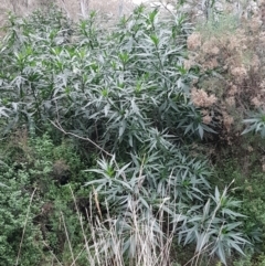 Solanum aviculare (Kangaroo Apple) at Acton, ACT - 23 Jun 2021 by tpreston