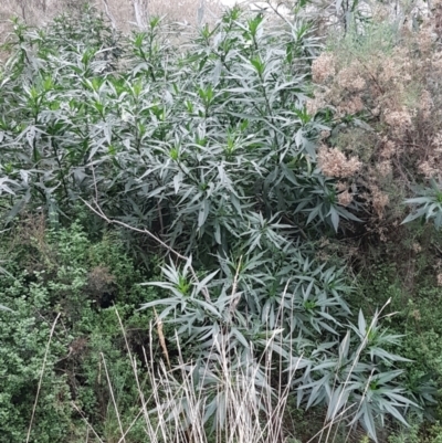 Solanum aviculare (Kangaroo Apple) at ANBG South Annex - 23 Jun 2021 by tpreston