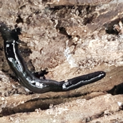 Parakontikia atrata (The Black planarian) at Acton, ACT - 23 Jun 2021 by trevorpreston