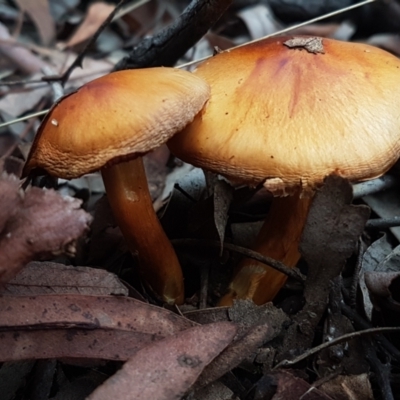 zz agaric (stem; gills not white/cream) at Acton, ACT - 23 Jun 2021 by trevorpreston