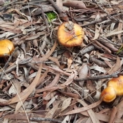 zz agaric (stem; gills not white/cream) at Acton, ACT - 23 Jun 2021