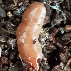 Australoplana alba (A flatworm) at Acton, ACT - 23 Jun 2021 by trevorpreston