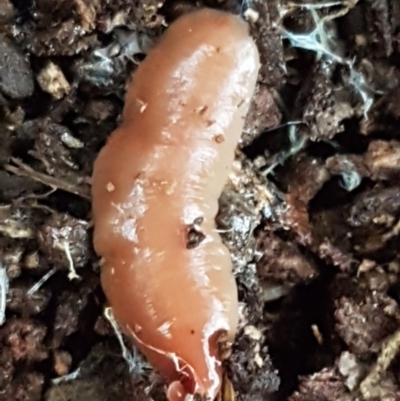 Australoplana alba (A flatworm) at ANBG South Annex - 23 Jun 2021 by tpreston