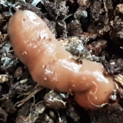 Australoplana alba at Acton, ACT - 23 Jun 2021 04:09 PM