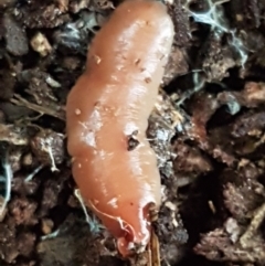 Australoplana alba at Acton, ACT - 23 Jun 2021 04:09 PM