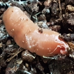 Australoplana alba at Acton, ACT - 23 Jun 2021 04:09 PM