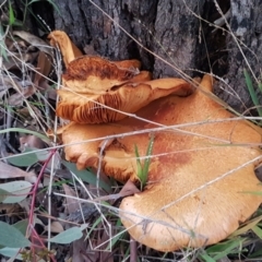 Gymnopilus junonius (Spectacular Rustgill) at Acton, ACT - 23 Jun 2021 by trevorpreston