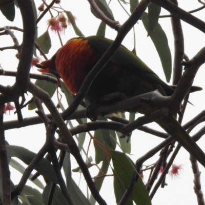 Trichoglossus moluccanus (Rainbow Lorikeet) at Wanniassa, ACT - 23 Jun 2021 by RodDeb