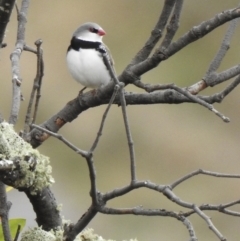 Stagonopleura guttata (Diamond Firetail) at Wingecarribee Local Government Area - 23 Jun 2021 by GlossyGal