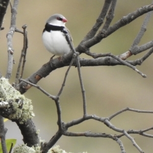 Stagonopleura guttata at Canyonleigh, NSW - suppressed