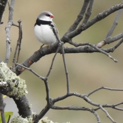 Stagonopleura guttata (Diamond Firetail) at Canyonleigh - 23 Jun 2021 by GlossyGal