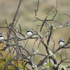 Stagonopleura guttata at Canyonleigh, NSW - suppressed