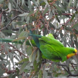 Polytelis swainsonii at Wanniassa, ACT - suppressed