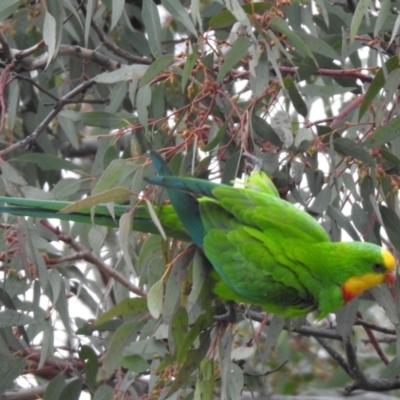 Polytelis swainsonii (Superb Parrot) at Wanniassa, ACT - 23 Jun 2021 by RodDeb