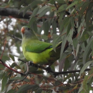 Polytelis swainsonii at Wanniassa, ACT - suppressed