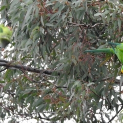 Polytelis swainsonii at Wanniassa, ACT - suppressed