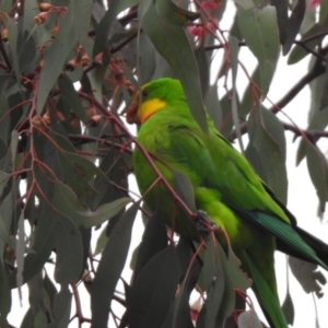 Polytelis swainsonii at Wanniassa, ACT - suppressed