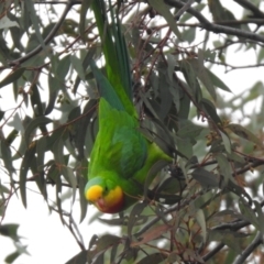 Polytelis swainsonii at Wanniassa, ACT - suppressed