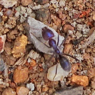 Iridomyrmex purpureus (Meat Ant) at Campbell, ACT - 4 Jan 2021 by JanetRussell