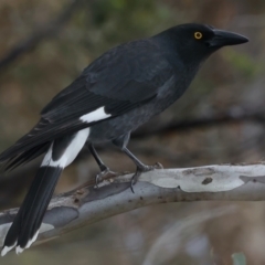 Strepera graculina (Pied Currawong) at Ainslie, ACT - 23 Jun 2021 by jbromilow50