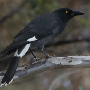 Strepera graculina at Ainslie, ACT - 23 Jun 2021