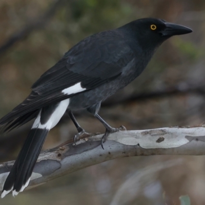 Strepera graculina (Pied Currawong) at Mount Ainslie - 23 Jun 2021 by jb2602