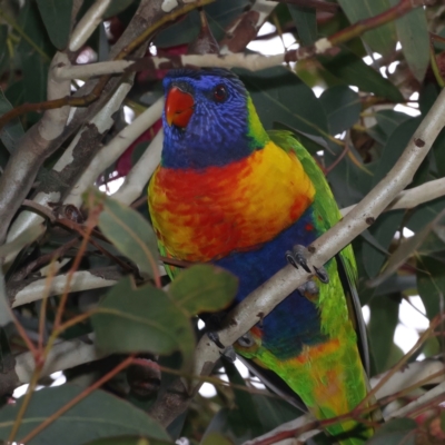 Trichoglossus moluccanus (Rainbow Lorikeet) at Ainslie, ACT - 23 Jun 2021 by jbromilow50