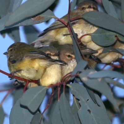 Smicrornis brevirostris (Weebill) at Majura, ACT - 23 Jun 2021 by jb2602